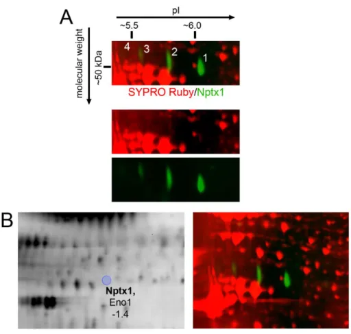 Fig.  S5.  The  identification  of  post-translationally  modified  forms  of  Nptx1.  (A)  Proteins  of  the  synaptosome homogenate were separated using 2D gel electrophoresis