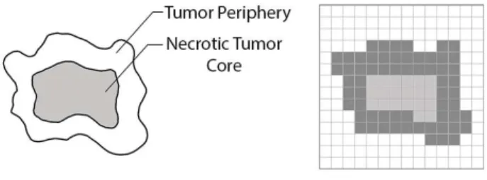 Fig. 2. The complex geometry of the tumor projected on a square lattice.