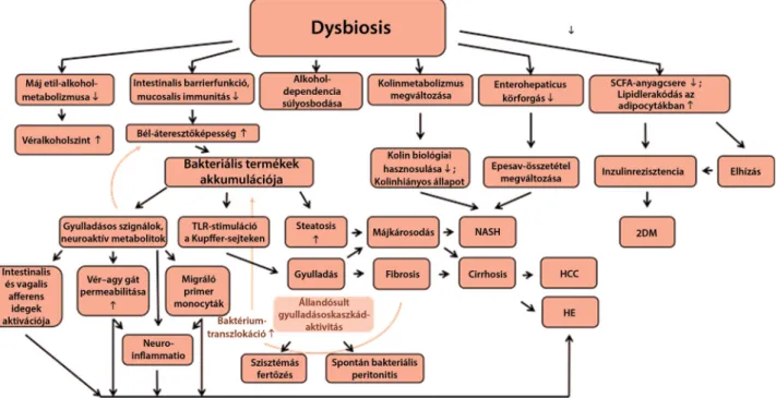 2. ábra A dysbiosis hatásai a szervezetre és a következményes megbetegedések. A megváltozott bélflóra több útvonalon keresztül járulhat hozzá a különböző  betegségek, szövődmények kialakulásához, progressziójához