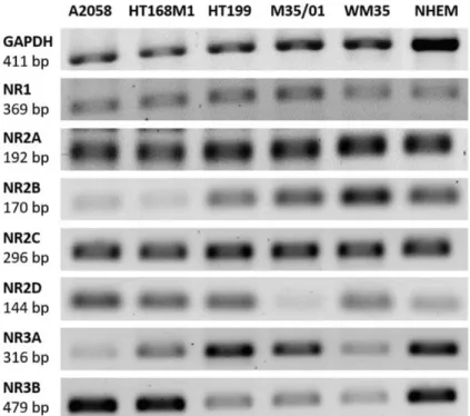 Figure 1. RT-PCR (reverse transcription followed by polymerase chain reaction) detection of NMDAR  (N-methyl- D -aspartate receptor) subunit mRNA expression in melanoma cells and melanocytes