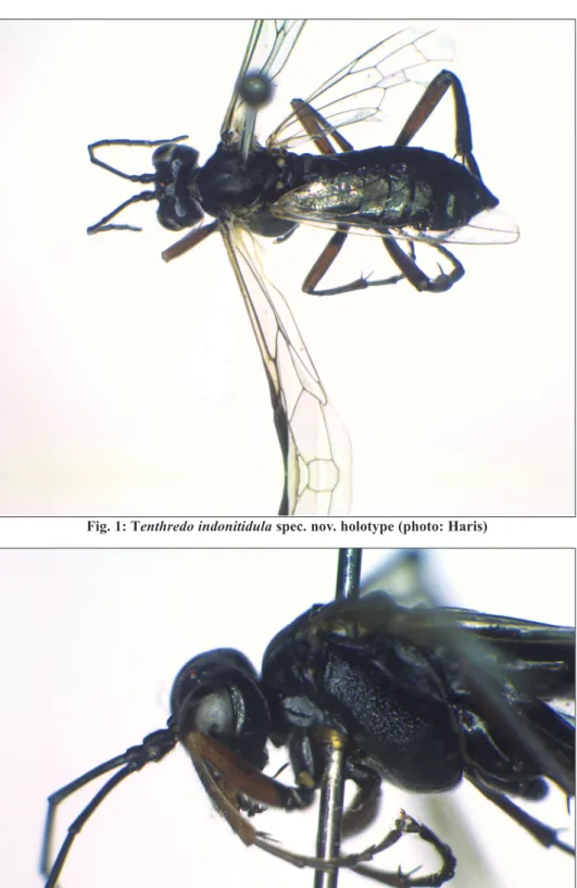 Fig. 1: Tenthredo indonitidula spec. nov. holotype (photo: Haris)