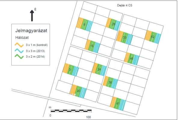 1. ábra: Kísérleti ültetvény elrendezése, kiemelve a növőtér-szabályozás által érintett sorokat (Szente 2016) Figure 1: Experimental design with the spacing controlled rows highlighted (Szente 2016)