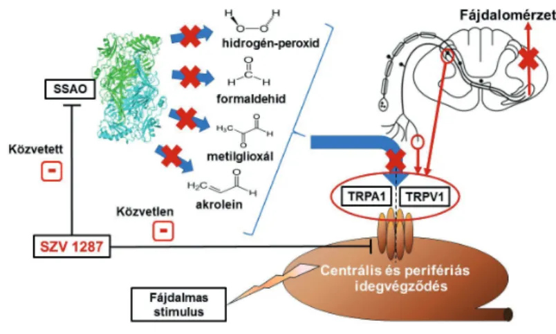 2. ábra. Az új fájdalomcsillapító gyógyszerjelöltünk  hatásmechanizmusa. Az SZV 1287 egyrészt az SSAO enzim 