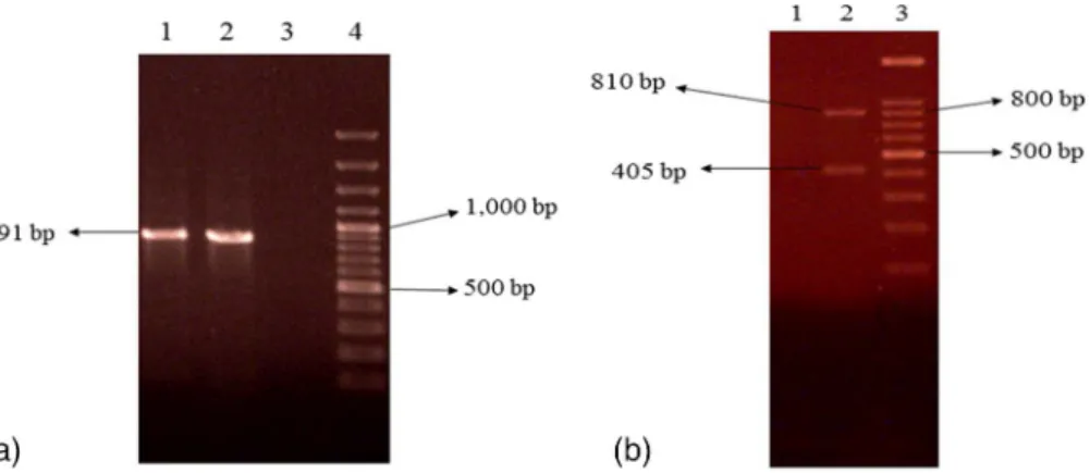 Figure 3. Representative 2% agarose gel electrophoresis of coa gene PCR products where 3 (b) and 4 (a) are DNA molecular size markers (100 bp ladder)