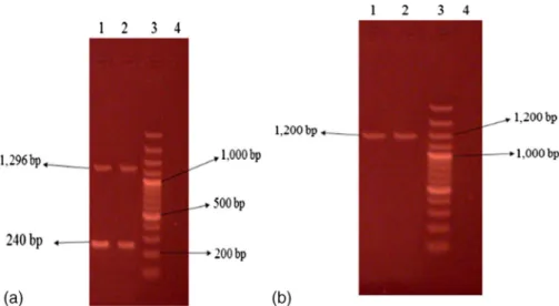 Figure 4. Representative 2% agarose gel electrophoresis of spa gene PCR products where lane 3 is DNA molecular size marker (100 bp ladder)