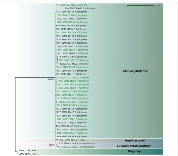 FIGURE 2 | Combined phylogenetic tree based on the partial sequences of translation elongation factor 1α genes of clinical (indicated with black letters) and environmental (indicated with green letters) FSSC isolates