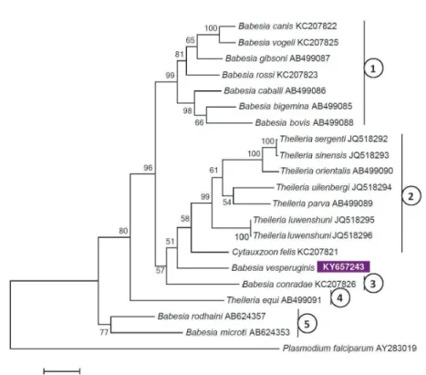 Fig. 1. Maximum likelihood tree of Piroplasmida based on cox1 gene sequences, obtained with the  Hasegawa–Kishino–Yano (HKY) model