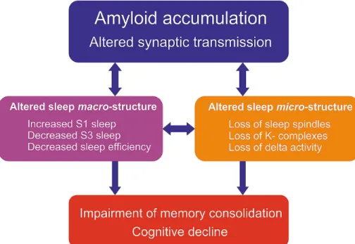 Figure 1. The multiple vicious circles of sleep loss and cognitive decline. Amyloid accumulation is the earliest and most prominent pathological hallmark  of AD