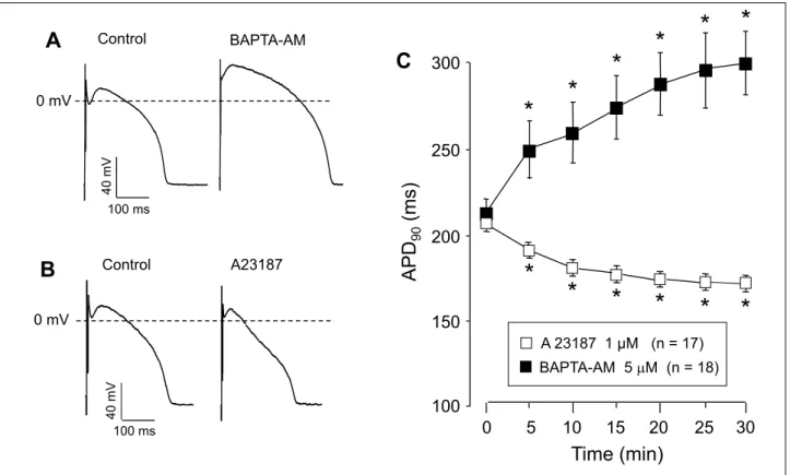 Fig. 1. Effects of changes in [Ca 2+ ] i on action potential duration (APD 90 ). (A), (B): Pairs of representative action potentials recorded from myocytes exposed to 5 µM BAPTA-AM (A) and 1 µM A23187 for 30 min (B)