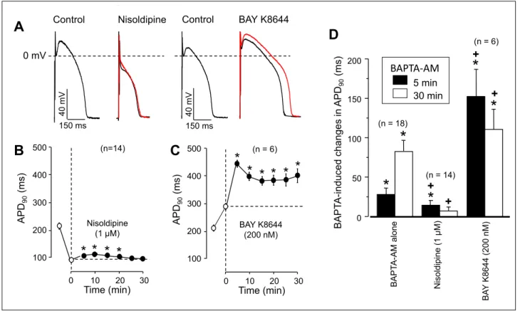 Fig. 2. Time-dependent effects of BAPTA-AM on action potential duration in the presence of nisoldipine and BAY K8644