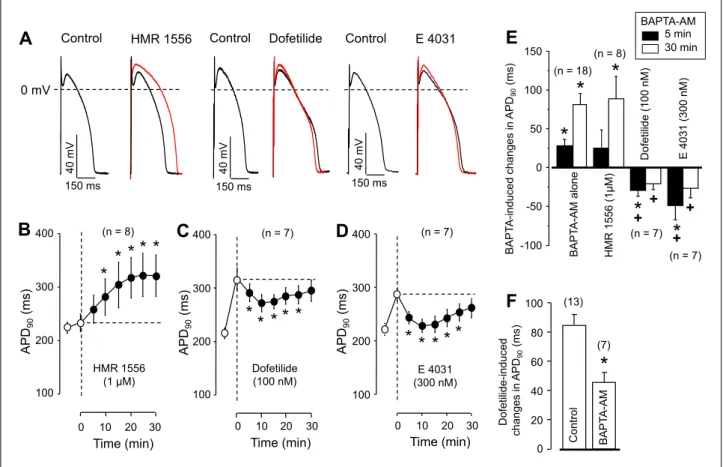 Fig. 3. Time-dependent effects of BAPTA-AM on action potential duration in the presence of different delayed rectifier potassium current blockers