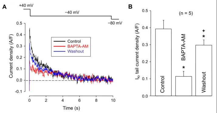 Fig. 7. Effect of BAPTA-AM on I Kr under action potential voltage clamp  conditions.  (A):  The command  action  potential (above)  and  representative superimposed  I Kr current  traces recorded in the absence (control) and presence of 5 µM  BAPTA-AM  app