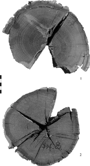 Fig. 6. Macroscopic view of the horizontal cross sections of Szfv7 (reg. num: 81.489.1.) and Szfv8 (reg.num: 