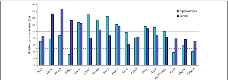 FIGURE 6 | Gene expression analysis of neuroinflammatory markers, transporters and Gfap isoforms in the hippocampus and cortex of APOB-100 transgenic mice.