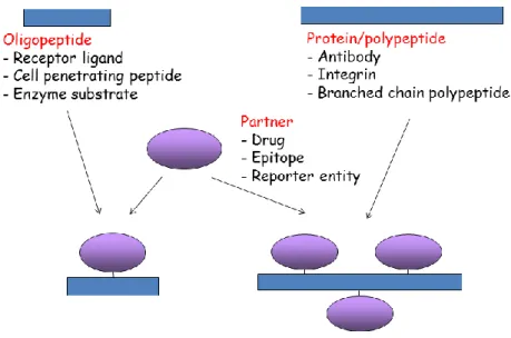 Figure 1: Peptide/polypeptide/protein based bioconjugates. 
