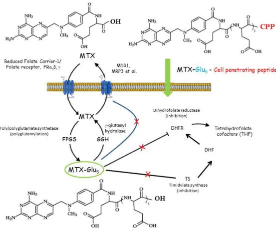 Figure  4:  Schematic  route  of  cellular  uptake  and  mechanism  of  action  of  methotrexate  (MTX), pentaglutamylated MTX (MTX-Glu 5 ) and pentaglutamylated MTX – cell penetrating  peptide conjugate (MTX-Glu 5 -CPP)  18, 42, 43   