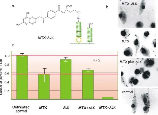 Figure  6:  Schematic  structure  of  branched  chain  polymeric  polypeptide  ALK  and  MTX  (a),  the  in vitro (b) and in vivo effect of the conjugate (MTX-ALK), free MTX, free polypeptide  (ALK) and of the mixture of ALK+MTX treatment of L