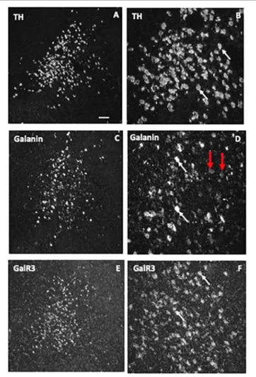 FIGURE 8 | Dark-field ISH photomicrographs showing the distribution of transcripts for tyrosine hydroxylase (TH), galanin, and GalR3 in the locus coeruleus