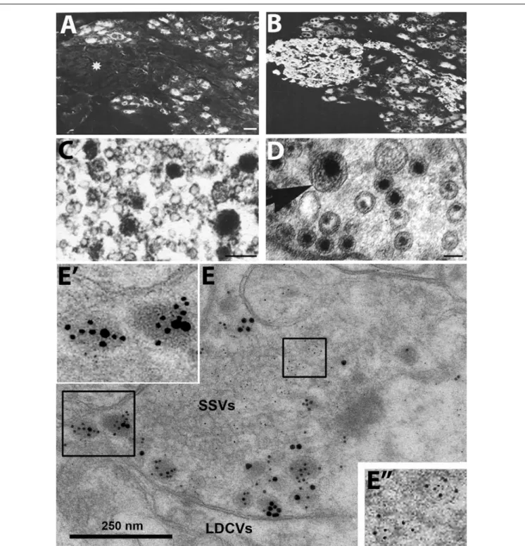 FIGURE 1 | Immunofluorescence micrographs of the guinea-pig inferior mesenteric ganglion (A,B) and electron micrographs from different types of nerve endings (C–E)