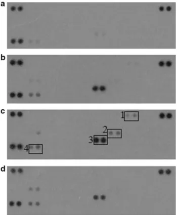 Fig. 2    Representative human cytokine array showing the expression  of various cytokines in control INT-407 cells (a), cells treated with  100 nM PACAP (b), cells exposed to 100 ng/ml LPS (c), treatment  with 100  nM PACAP 2  h prior to 100  ng/ml LPS st