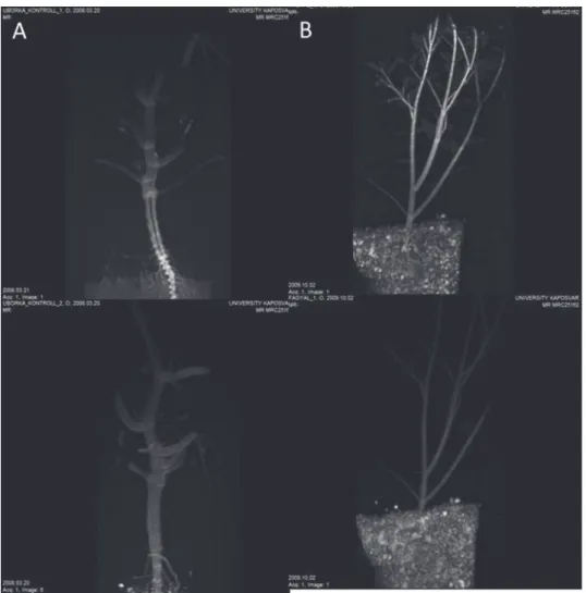 Fig. 2. MRI pictures of cucumber A) and false olive B), in which the upper panel represents the T 1  and  lower the T 2  measurement