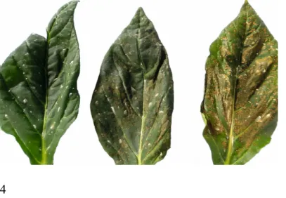 Fig. 1. Visual symptoms on pepper leaves following MOCK (control) inoculation (on the left), 3 days after  ObPV inoculation (on the right) or after pretreatment with  100 nM 24-epibrassinolide (24-epi-BR) and 2 days later a  subsequent ObPV inoculation (in