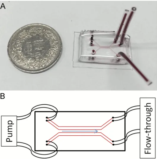 Fig 1. The microvascular flow model. (A) Polydimethylsiloxane chip (filled with a red dye for the purpose of making the channels visible) in size comparison with a Swiss one franc coin (diameter of 2.32 cm)