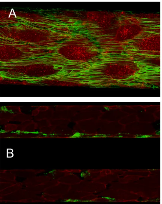 Fig 2. Exemplary microscopic images of the flow model. (A) Endothelial cells stained in red and green-labelled fibrin at 40x magnification