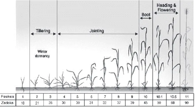 Fig. 1. Growth stages of winter wheat - Feekes and Zadoks values. (Source: Kismányoky  and Ragasits, 2003)