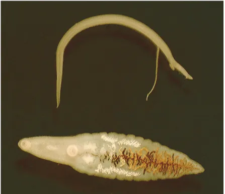Fig. 2. A pair of Schistosoma turkestanicum (top) and a lancet fluke (Dicrocoelium lanceolatum)  shown for comparison (bottom)