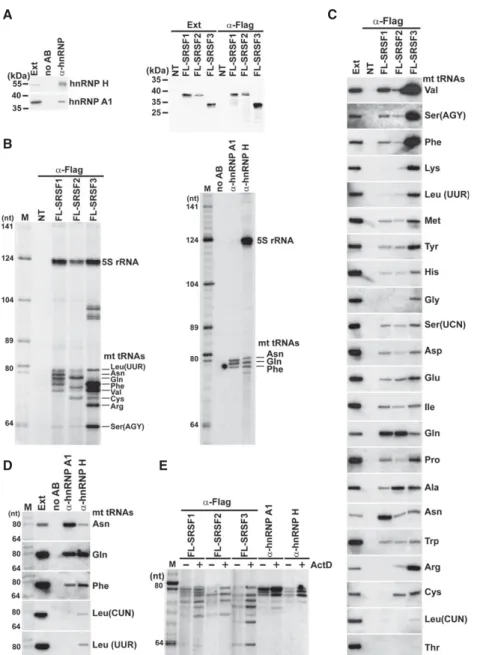 FIGURE 8. Interaction of mRNP proteins with HeLa mt tRNAs. (A) Western blot analyses. HeLa endogenous hnRNP A1 and H and transiently expressed Flag-tagged SRSF1, SRSF2, and SRSF3 proteins were immunoprecipitated and analyzed by western blotting