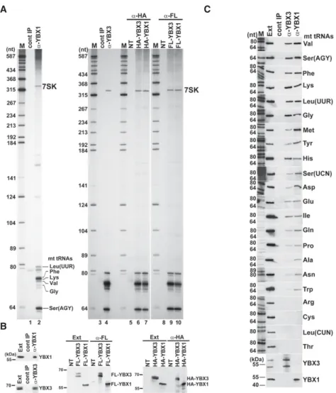 FIGURE 1. Human YBX1 and YBX3 interact with mt tRNAs. (A) Small RNAs associated with YBX1 and YBX3