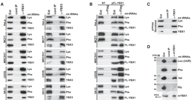 FIGURE 2. Conservation of YBX1 and YBX3 interaction with mt tRNAs in human and mouse cells