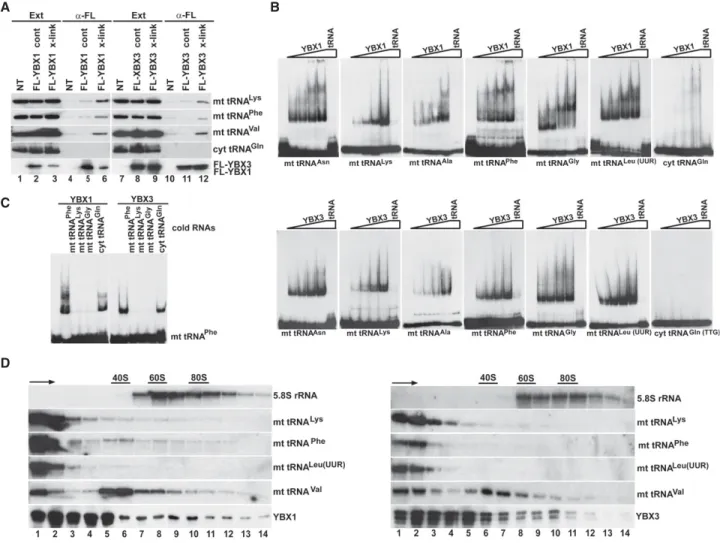 FIGURE 3. YBX1 and YBX3 directly interact with mt tRNAs. (A) In vivo RNA–protein cross-linking