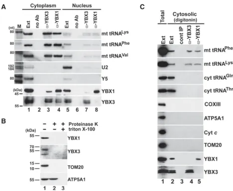 FIGURE 5. YBX1 and YBX3 associate with mt tRNAs in the cytosol. (A) Cell fractionation