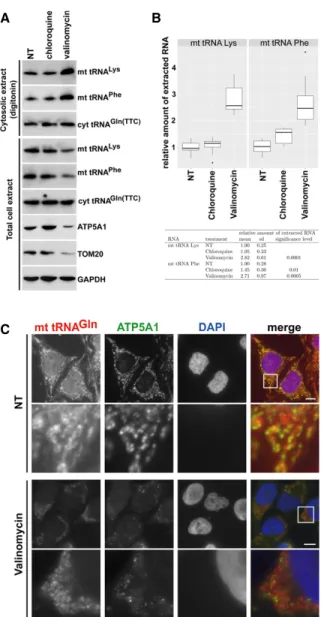FIGURE 6. Induction of autophagy increases soluble cytosolic mt tRNA levels. (A) Accumulation of mt tRNAs in the cytosol of HeLa cells undergoing autophagy