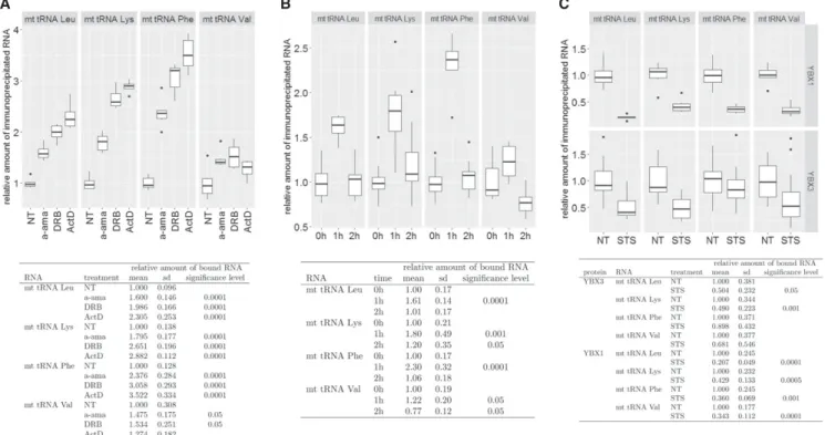 FIGURE 7. Dynamic association of YBX1 with mt tRNAs. (A) Transcription inhibition increases YBX1 association with mt tRNAs