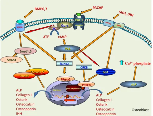 Figure  6.  Schematic  drawing  of  the  possible  signalling  pathways  regulated  by  PACAP  in  bone  formation