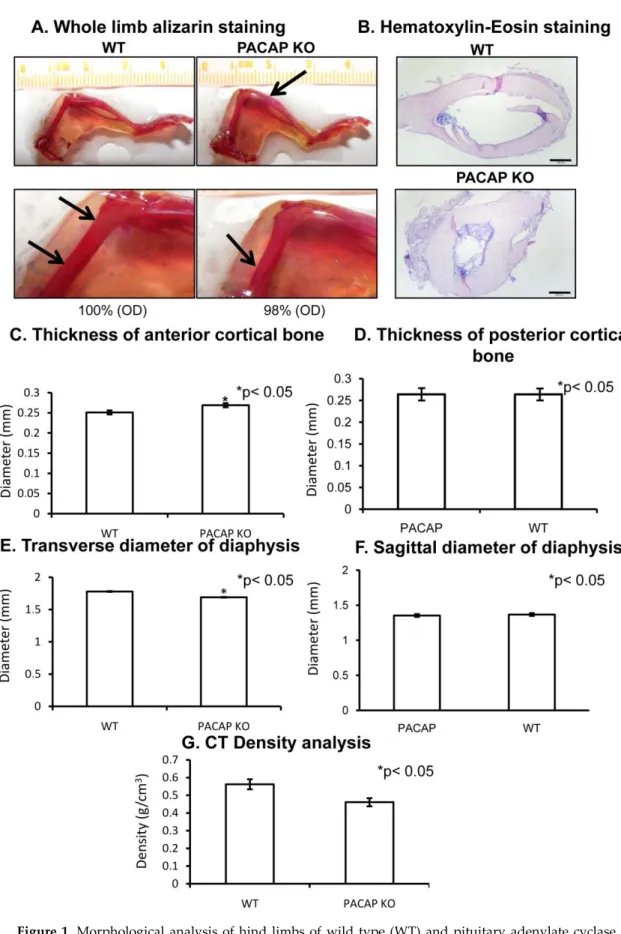 Figure 1.  Morphological  analysis  of  hind  limbs  of  wild  type  (WT)  and  pituitary  adenylate  cyclase  activating polypeptide (PACAP) knockout (KO) mice