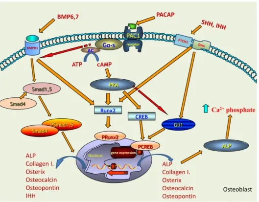 Figure 6. Schematic drawing of the possible signalling pathways regulated by PACAP in bone  formation