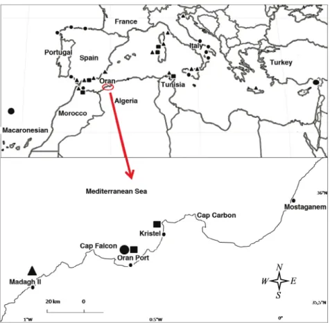 Fig. 1. Map of the geographic locations of the Patella sequences downloaded from the Gen- Gen-Bank and the studied zone (western coast of Algeria)