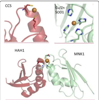 Fig. 2 Diverse speciation of copper in chaperons and targets. Upper row left: The two Cys residues Cys22 and Cys25 of the first domain of CCS chaperone (PDB code: 2rsq) [149] bind copper (yellow) with an average distance of 2.2 Å 