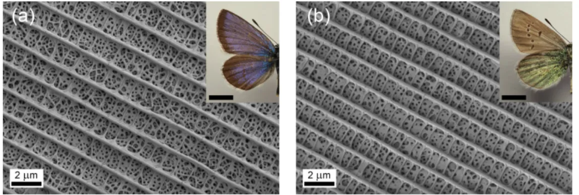Figure 1. Scanning electron micrographs of (a) blue and (b) gold-green scales (imagine photos as inset,  scale bar: 5 mm) of Albulina metallica male specimen