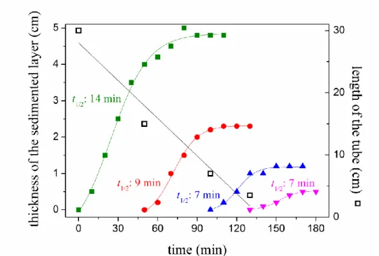 Fig. 4. Quantitative analysis of the sedimentation experiment presented on Fig. 3: the increase  of the thickness of the sedimented loose layer as a function of time in tubes of four different  lengths: 30  cm (green); 15 cm (red); 7 cm (blue) and 3.5 cm (