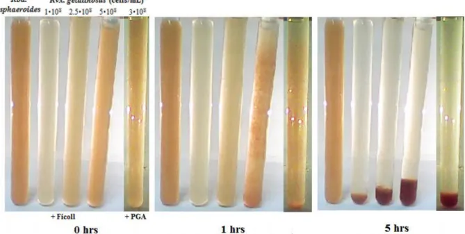 Fig.  5.  Sedimentation  of  bacteria  Rvx.  gelatinosus  induced  by  5%  Ficoll  400  and  1% 