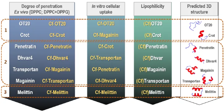 Fig. 8 Summary of ex vivo membrane penetration, in vitro cellular uptake profile and predicted lipophilicity, helicity of  cationic synthetic (OT20, Crot(1-9,38-42) and Dhvar4), cell penetrating (Penetratin, Transportan) and antimicrobial  (Magainin, Melit