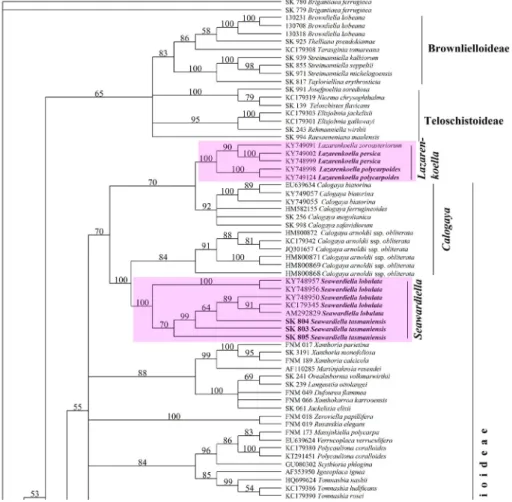 Fig. 2. Phylogenetic analysis of representatives of the subfamily Xanthorioideae after com- com-bined data set