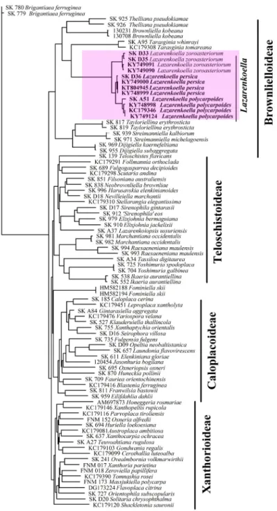 Fig. 3. Phylogenetic analysis of representatives of the subfamily Brownlielloideae after  combined data set