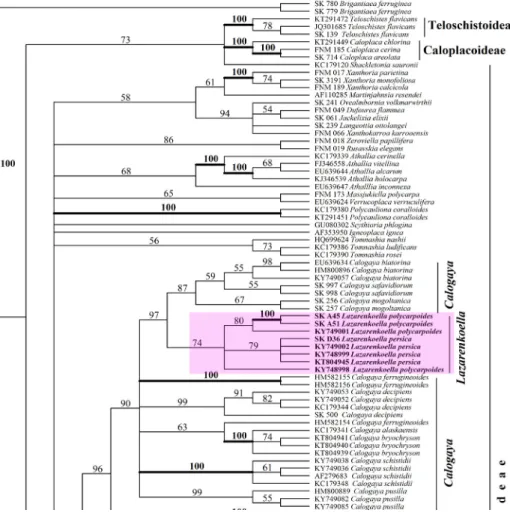 Fig. 1. Phylogenetic analysis of representatives of the subfamily Xanthorioideae after ITS  data set