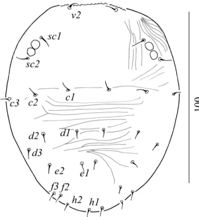 Figure 22. Dorsal view of Aegyptobia bozaii sp. n., paratype, larva.